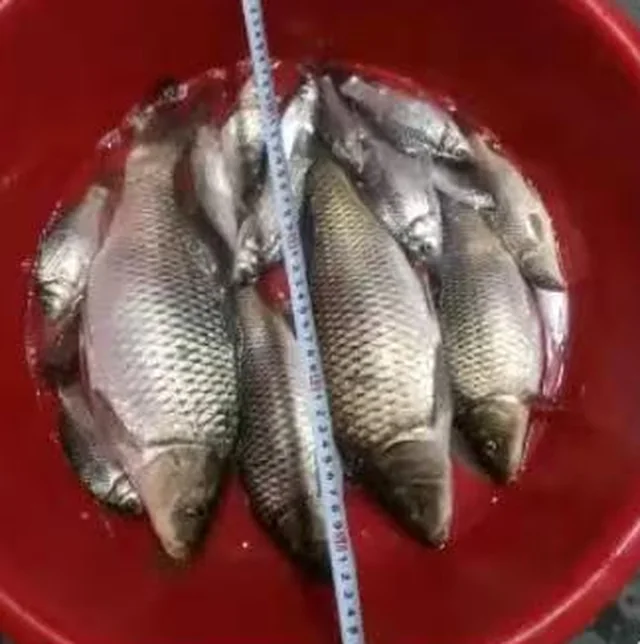 红盆里的一盆鱼,旁边放着卷尺
