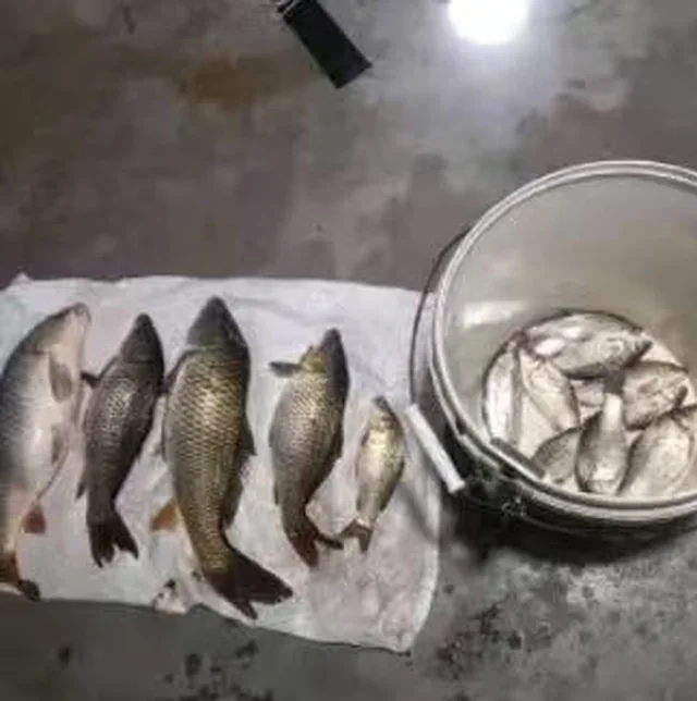 夜钓收获排在白布上,旁边一桶小鱼